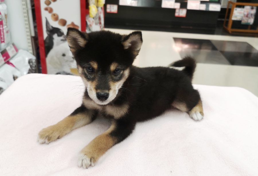 10/2時点で、体長23cm | 豆柴 柴犬 （412719） - ペットショップ マルワン武蔵浦和 埼玉県さいたま市