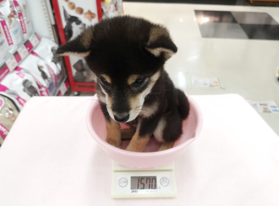 生後86日齢で1570ｇ | 豆柴 柴犬 （412719） - ペットショップ マルワン武蔵浦和 埼玉県さいたま市