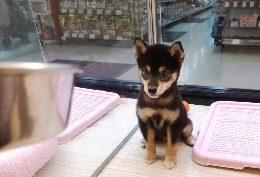 ポイントその３ ～おすわり＆ご飯～ | 豆柴 柴犬 （412719） - ペットショップ マルワン武蔵浦和 埼玉県さいたま市