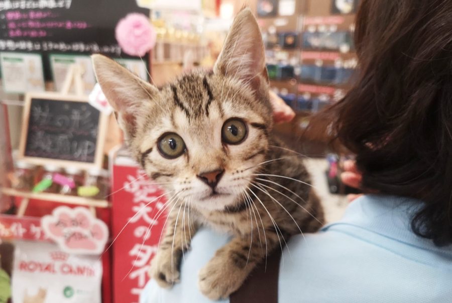 ベンガル君は抱っこ大好き♡ | ベンガル （412724） - ペットショップ マルワン武蔵浦和 埼玉県さいたま市