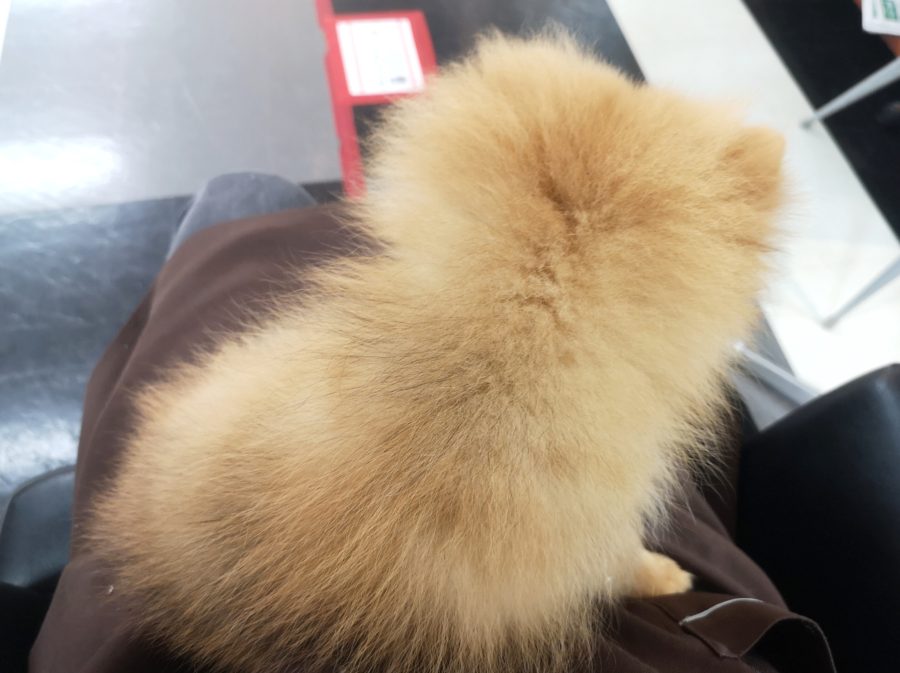 モコモコヘアー | ポメラニアン （412716） - ペットショップ マルワン武蔵浦和 埼玉県さいたま市