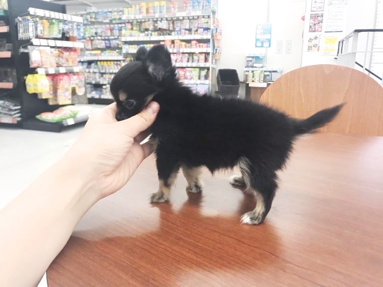 全身完ぺきなチワワちゃん | チワワ ロングコート (014236) - ペットショップ マルワン東日暮里 東京都荒川区