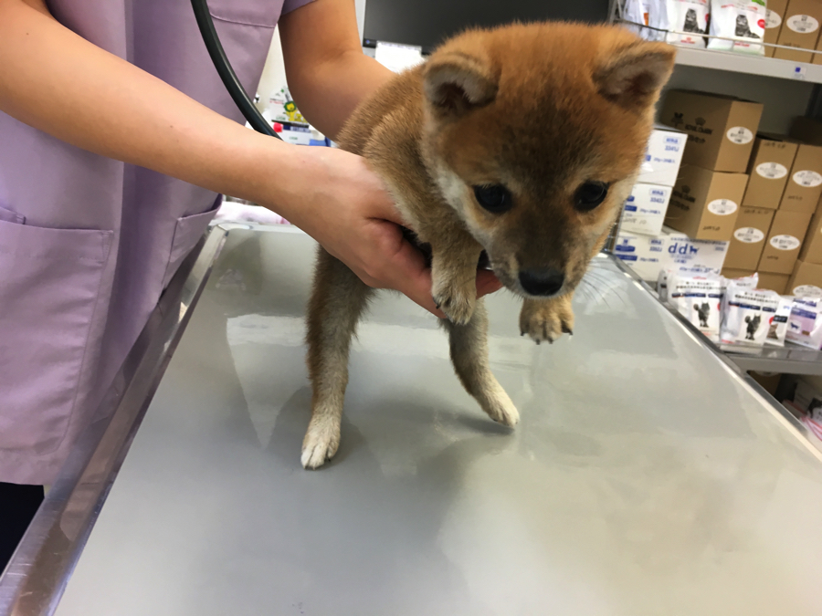 健康状態は良好 | 豆柴 柴犬 （6130742） - ペットショップ マルワン大倉山 神奈川県横浜市港北区
