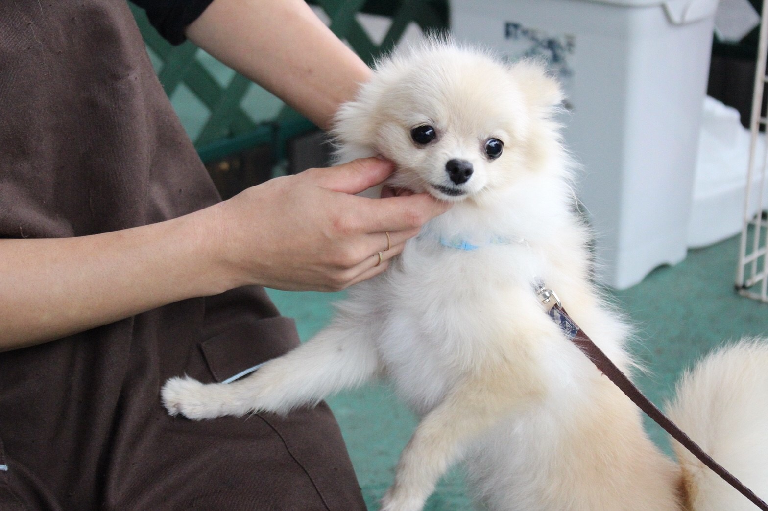 ワンちゃんにとっての一番のご褒美は「褒める」こと | アニコム損保 ＆ マルワンコラボイベント : お散歩レッスン