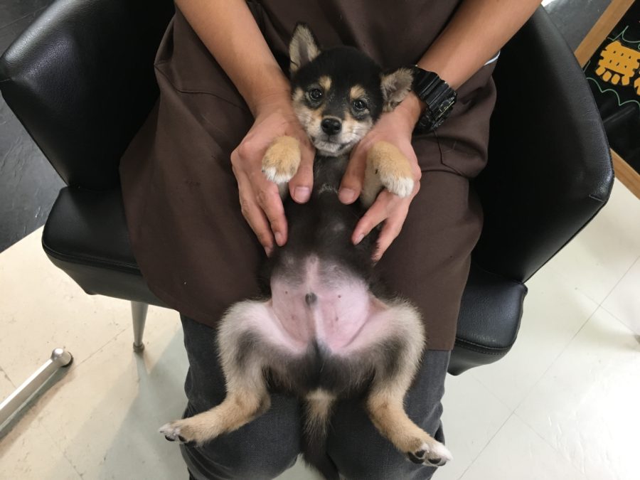 抱っこ | 豆柴 柴犬 （412719） - ペットショップ マルワン武蔵浦和 埼玉県さいたま市