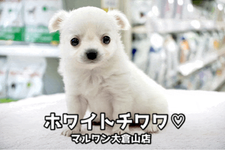 【 ホワイトチワワ 】この可愛さはウルトラ級！潤んだ瞳と白い被毛の最強コンボ炸裂! 大倉山店No.6130746