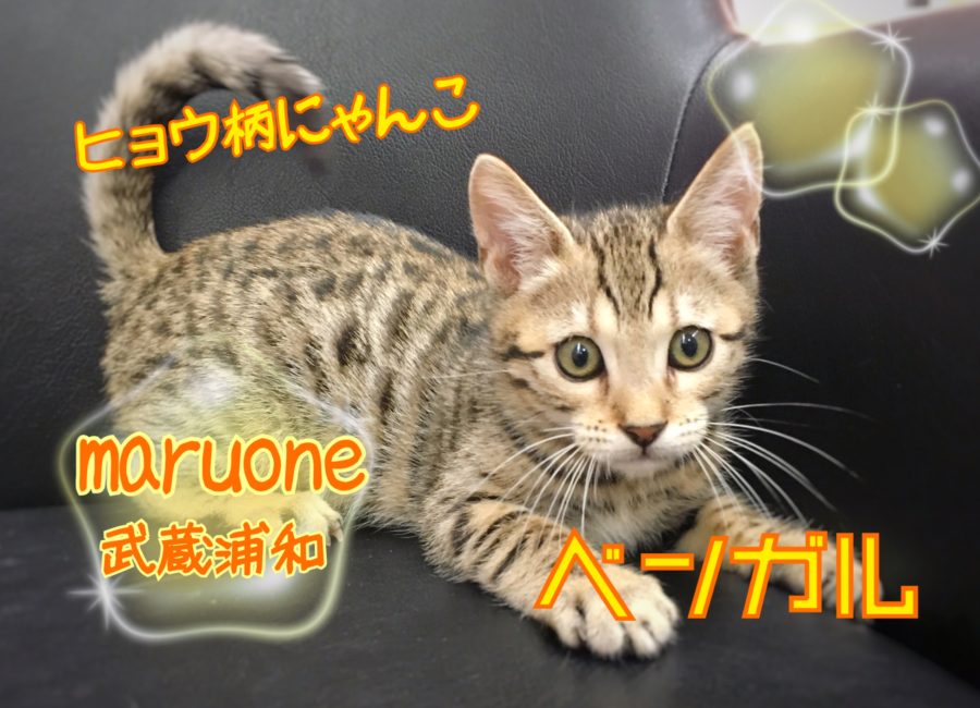 【 ベンガル 】ヒョウ柄ネコ！！ワイルドな見た目でもとっても甘えん坊！武蔵浦和店No.412724