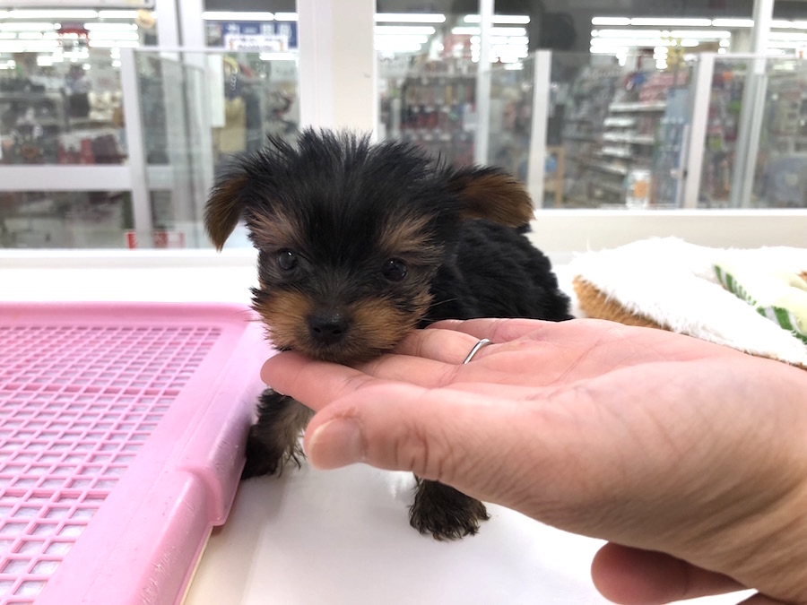 勇敢だけど飼い主さんにぞっこんタイプ | ヨークシャーテリア (713597) - ペットショップ マルワン鶴見 神奈川県横浜市鶴見区