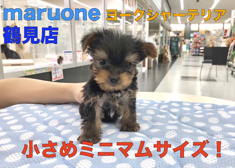【 極小ヨーキー 】手乗りミニマムサイズ!生後52日で377gのアンビリーバボーベイビー!鶴見店No.713597