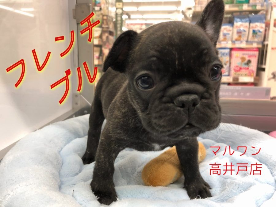 【 フレンチブルドッグ 】美しいブリンドルカラーの鼻ぺちゃ王子がやってきた！高井戸店NO.130068
