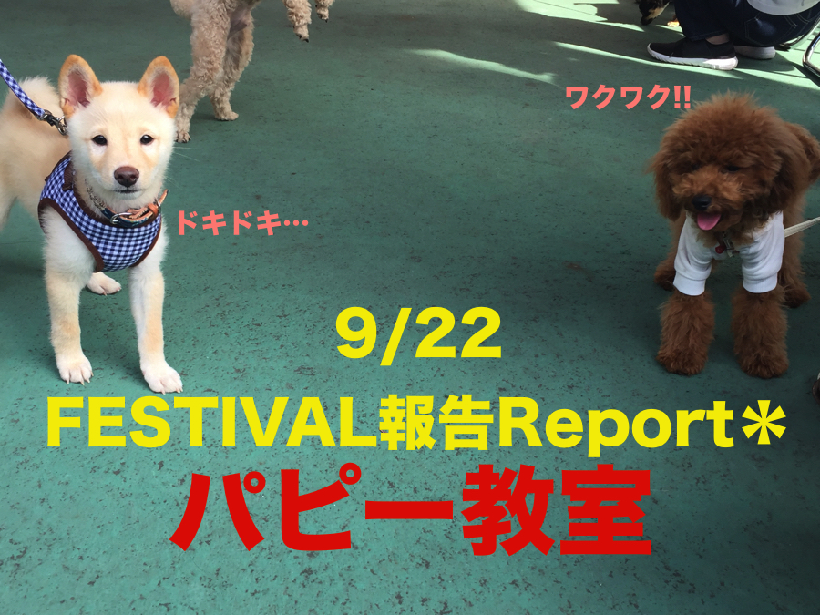 【9.22大倉山店フェスレポート其の3】アニコム損保&マルワンコラボパピー教室開催報告！