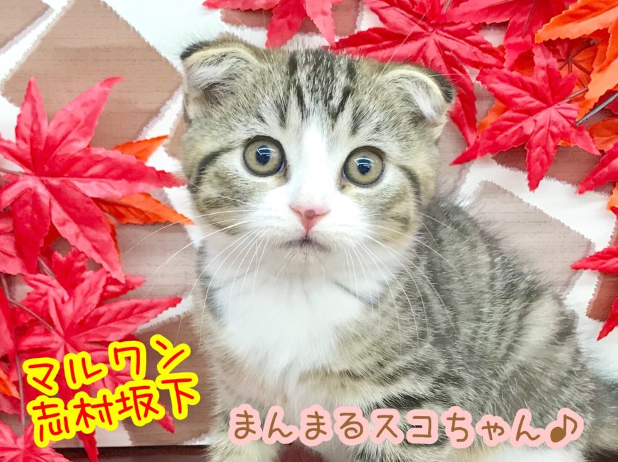 【 スコティッシュ・フォールド 】不動の人気者！たれ耳とまん丸お顔が可愛いネコ界のスーパースター！志村坂下店 No.914393