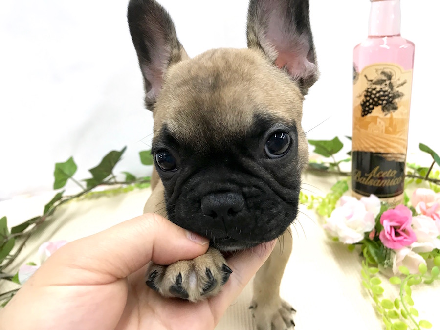 イギリスで誕生した犬種 | フレンチ・ブルドッグ （814486） - ペットショップ マルワン相模大塚 神奈川県大和市
