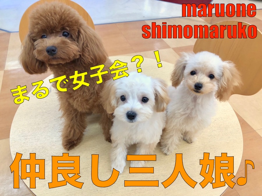 【トイプードル/トイプードル/マルプー】まるで姉妹のように仲良しなキラキラ女子３人組の女子会を覗いちゃいました！下丸子店No.116244＆116267＆116269