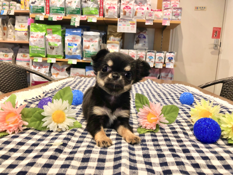 お問い合わせ殺到の人気犬種 | 極小チワワ (11590) - ペットショップ マルワン白楽 神奈川県横浜市