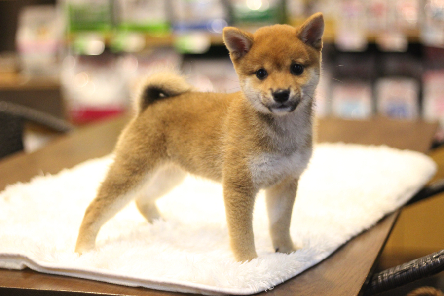 柴犬の象徴である『立ち込み』 | 豆柴 柴犬 （11587） - ペットショップ マルワン白楽 神奈川県横浜市