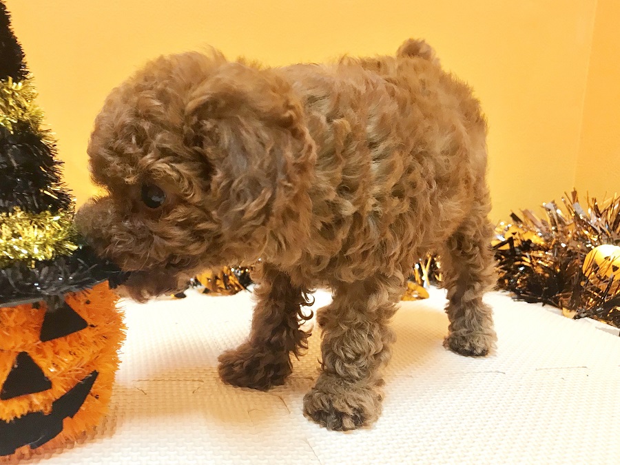 成犬時には2,7kg前後を予想 | トイ・プードル （120137） - ペットショップ マルワン今宿 神奈川県横浜市旭区