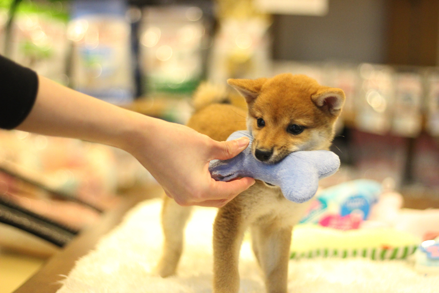 アシスタントの町田さんとおもちゃで遊ぶ豆ちゃん | 豆柴 柴犬 （11587） - ペットショップ マルワン白楽 神奈川県横浜市