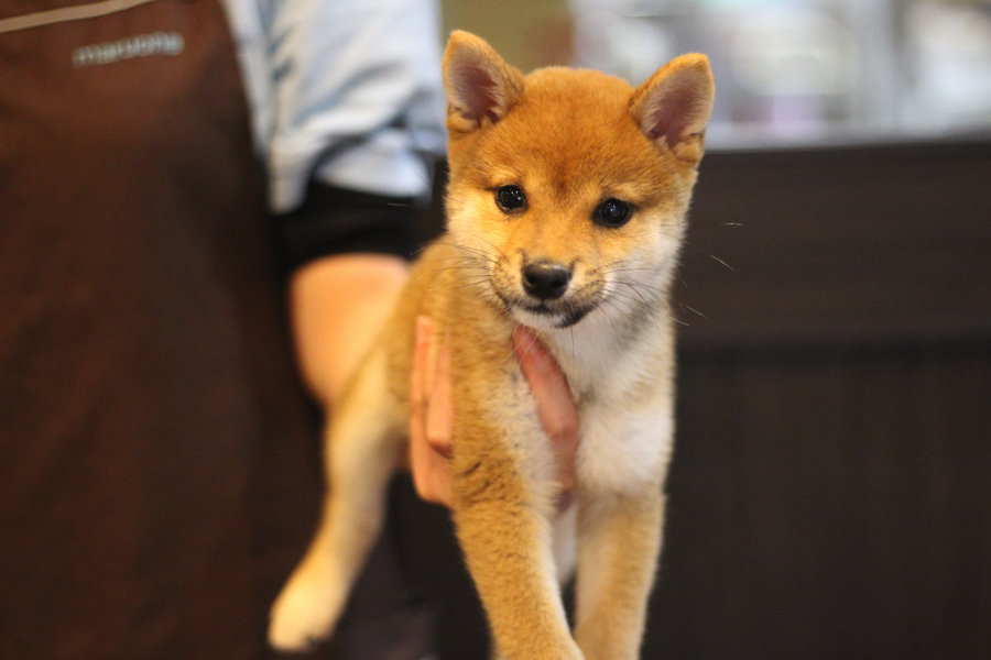 垂れていたお耳も柴犬らしくぴーんと立ち耳になりました | 豆柴 柴犬 （11587） - ペットショップ マルワン白楽 神奈川県横浜市