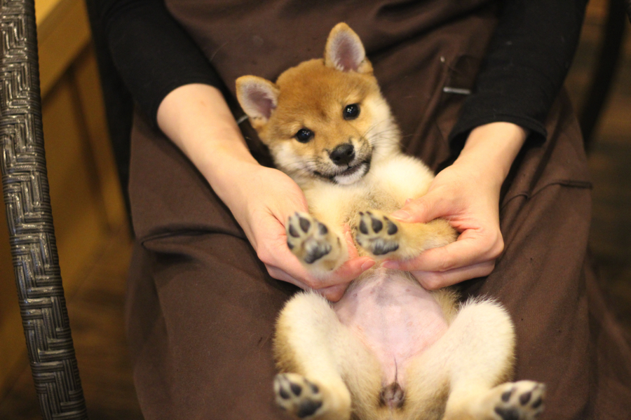 ヘソ天ポーズである仰向け抱っこ | 豆柴 柴犬 （11587） - ペットショップ マルワン白楽 神奈川県横浜市