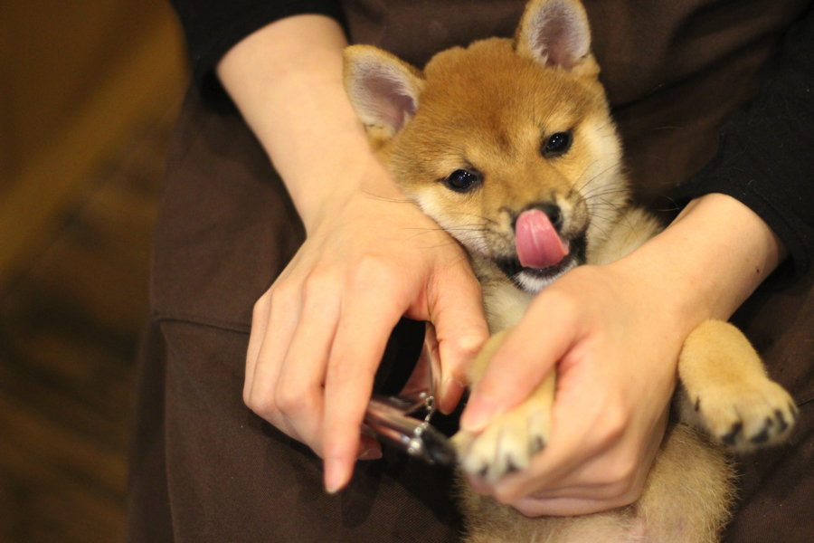 前足が触れるようになったら、爪切りだってお家で出来るようになります | 豆柴 柴犬 （11587） - ペットショップ マルワン白楽 神奈川県横浜市