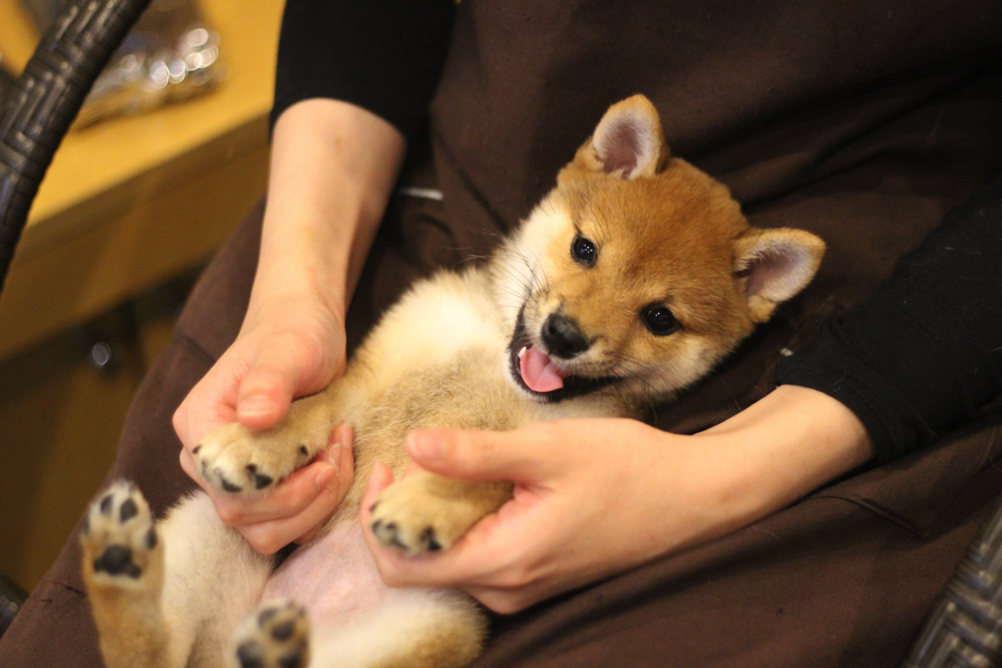 犬が触られることが苦手の前足 | 豆柴 柴犬 （11587） - ペットショップ マルワン白楽 神奈川県横浜市