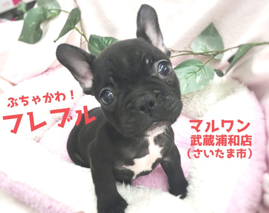 【 フレンチブルドッグ 】数少ない！大人気のぶちゃかわアイドル！！武蔵浦和店No.412732