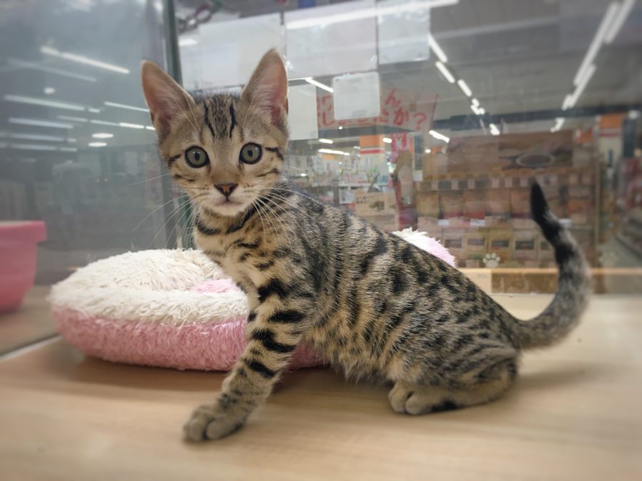 ヒョウ柄にゃんこ | ベンガル （412724） - ペットショップ マルワン武蔵浦和 埼玉県さいたま市