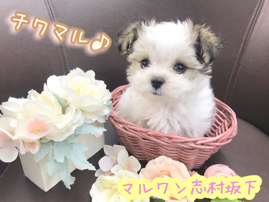 【 チワワ×マルチーズ（MIX） 】両親共に2kg台！！世界でオンリーワンの愛されミックス！！ 志村坂下店No.914386
