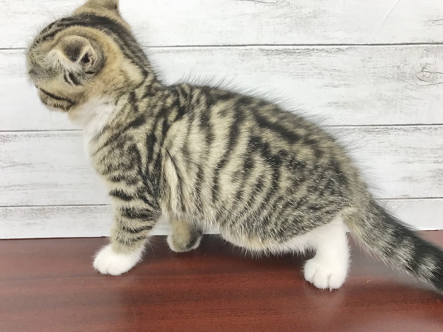 初めて飼われる方にもとってもオススメ | スコティッシュ・フォールド （914393） - ペットショップ マルワン志村坂下 東京都板橋区