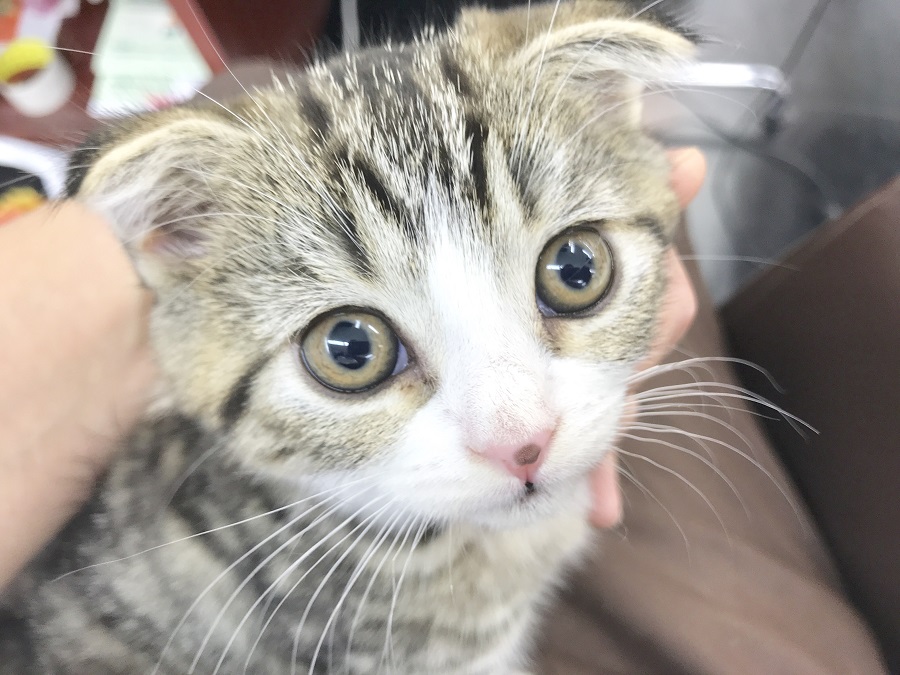 お鼻の真ん中に丸い模様がポチッ♥ | スコティッシュ・フォールド （914393） - ペットショップ マルワン志村坂下 東京都板橋区