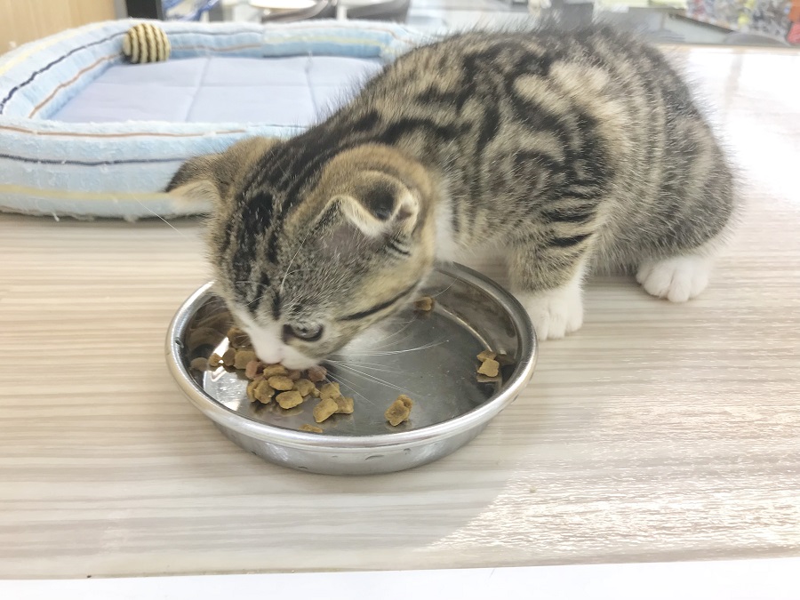 いっぱい食べるのは健康の証！毎食ペロリと完食 | スコティッシュ・フォールド （914393） - ペットショップ マルワン志村坂下 東京都板橋区