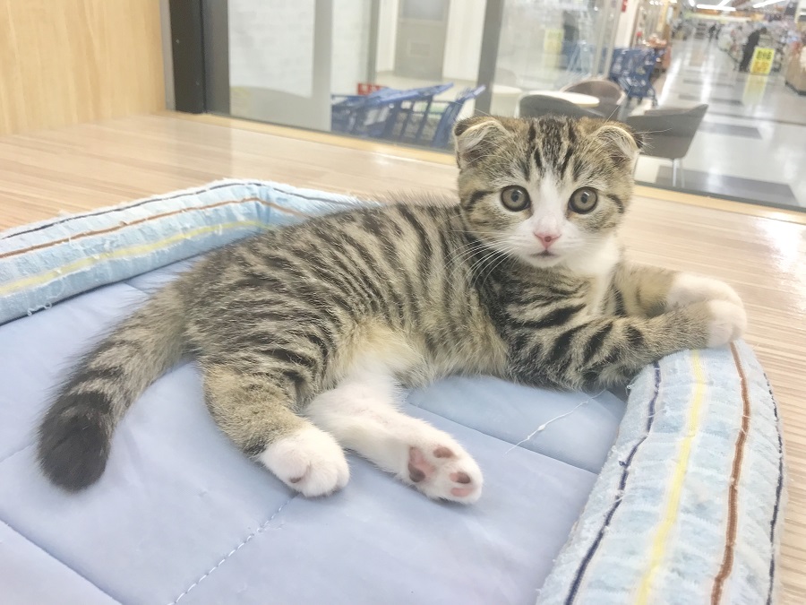 むっちりボディ | スコティッシュ・フォールド （914393） - ペットショップ マルワン志村坂下 東京都板橋区