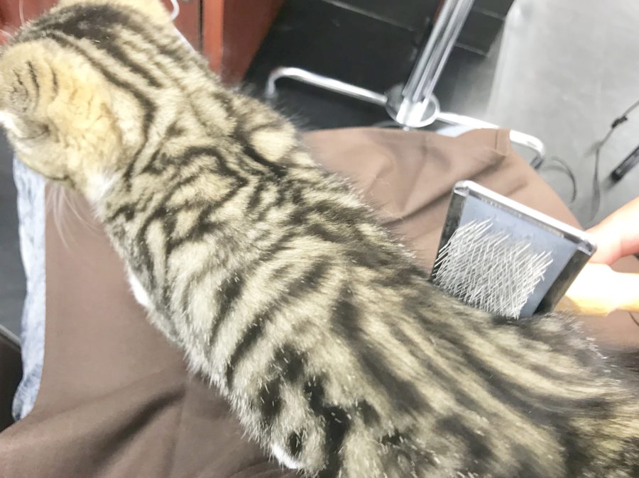 短毛タイプなので、毛玉になる事は滅多にありません！ | スコティッシュ・フォールド （914393） - ペットショップ マルワン志村坂下 東京都板橋区