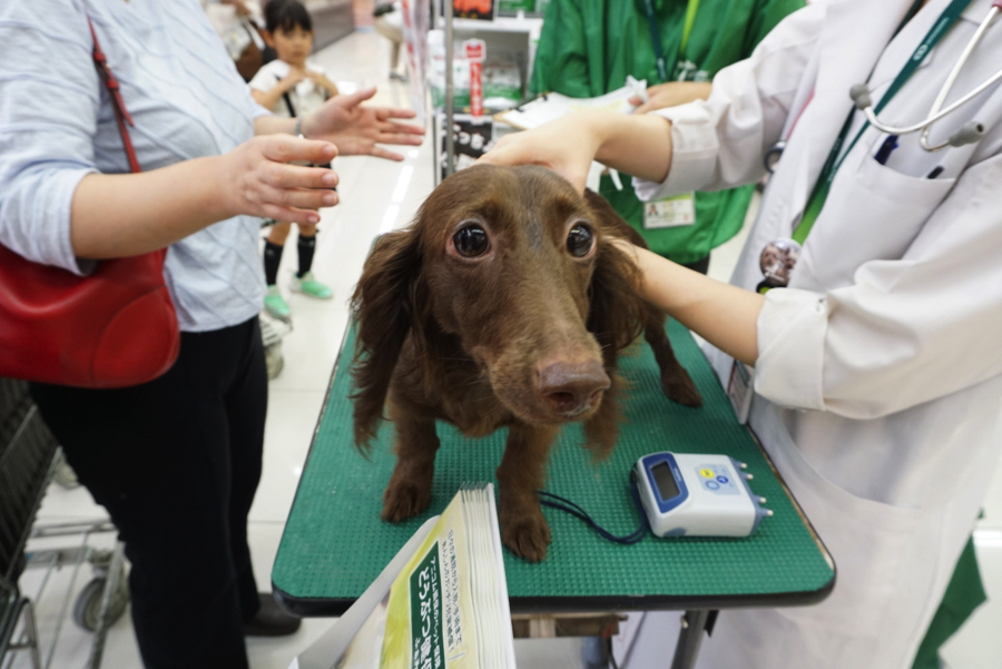 ご飯増量に喜ぶあずきちゃん | きずな検定報告レポート
