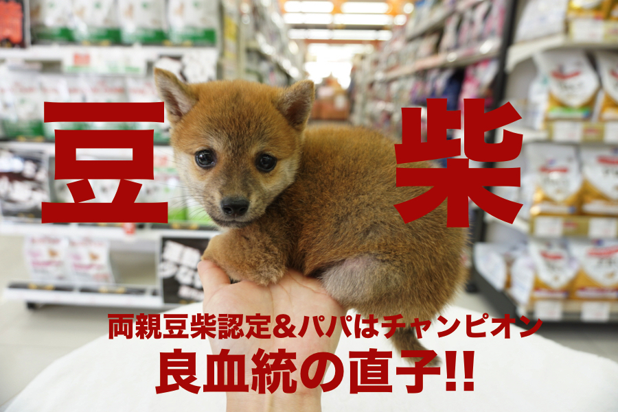 【 豆柴 】両親豆柴認定&パパはチャンピオン!!生後56日で驚異の860g！極小わんこ登場!!大倉山店No.6130742