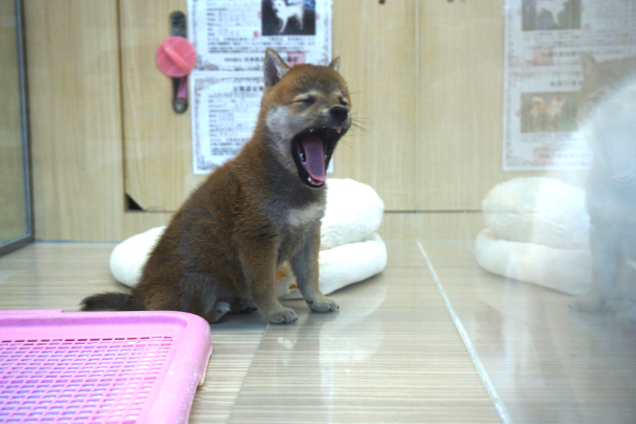 生活スタイル提案 | 豆柴 柴犬 （6130742） - ペットショップ マルワン大倉山 神奈川県横浜市港北区