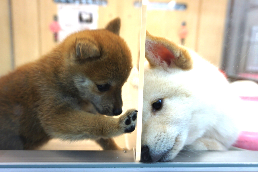 白柴君との比較 豆柴君が超小さい | 豆柴 柴犬 （6130742） - ペットショップ マルワン大倉山 神奈川県横浜市港北区