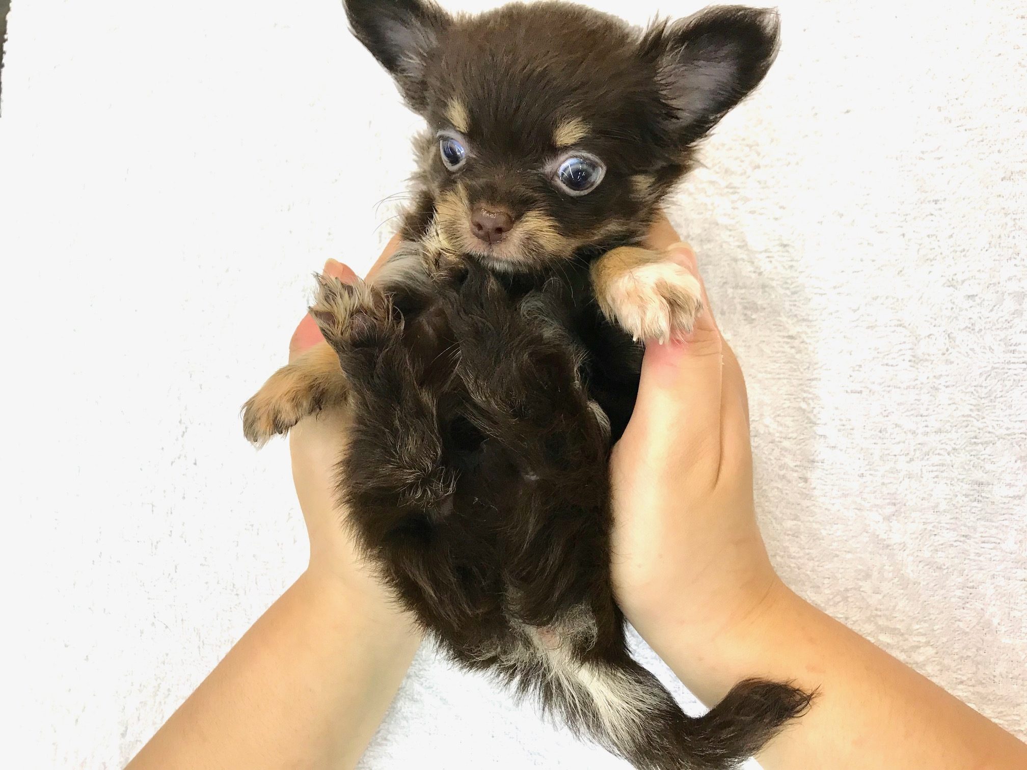 女性の方でも一緒に生活しやすく、１人暮らしの方へもオススメのワンちゃん | チワワ ロングコート （117167） - ペットショップ マルワン鎌ヶ谷 千葉県鎌ヶ谷市北初富