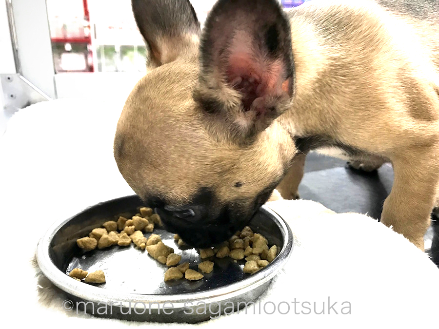 生後75日で2,2kg | フレンチ・ブルドッグ （814486） - ペットショップ マルワン相模大塚 神奈川県大和市