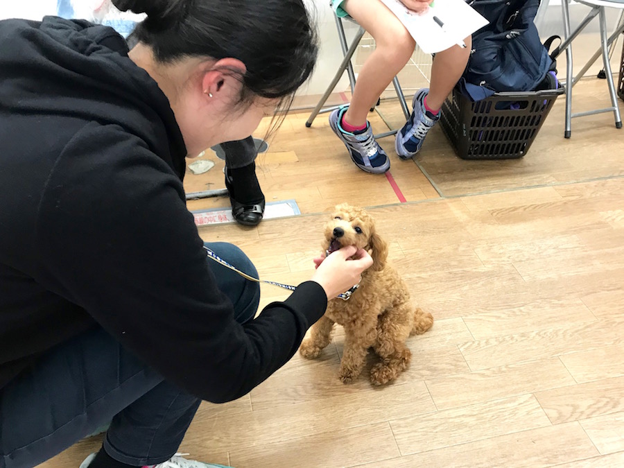 みんなのハイライト 雷皇くん | 相模大塚店パピー教室 イベントレビュー