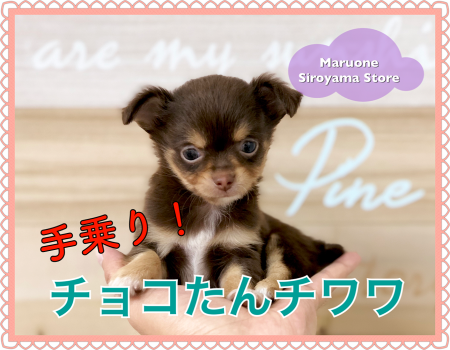 【 チョコタン ミニチワワ 】驚愕のおっとりさん！？美しいアップルヘッドは必見です！ペッツワン城山店NO.118281