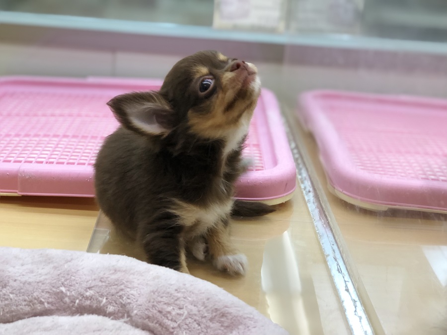 滅多にお目にかかる事の出来ない希少なチワワちゃん | チョコタン チワワ （118281） - ペットショップ ペッツワン城山 神奈川県相模原市