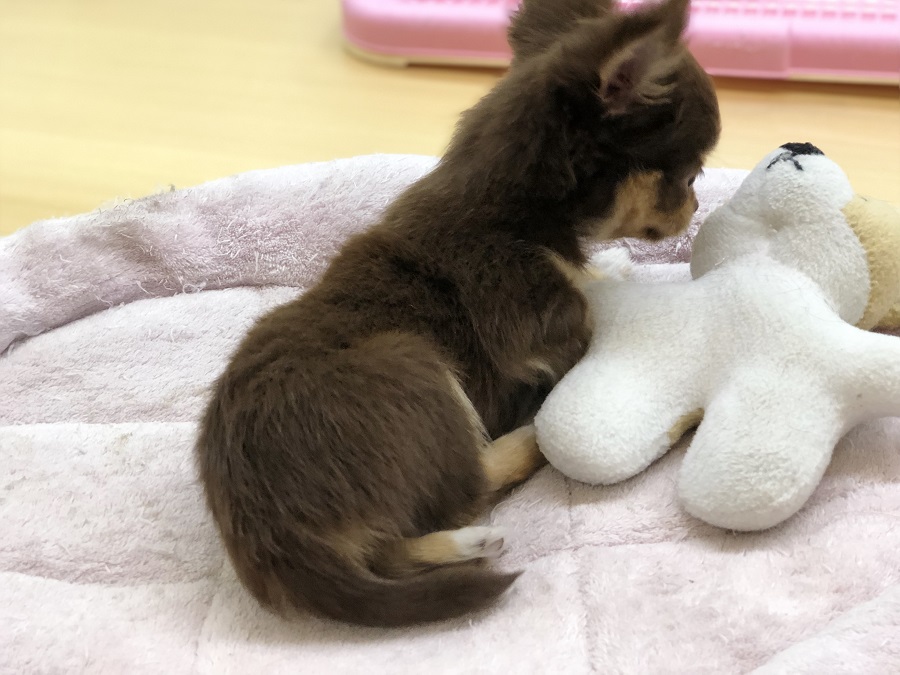 パピー用おもちゃと遜色無い大きさ | チョコタン チワワ （118281） - ペットショップ ペッツワン城山 神奈川県相模原市