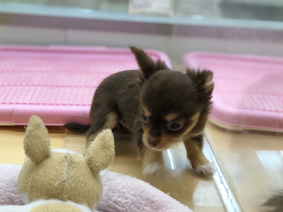獲物を見つけた「犬」の顔 | チョコタン チワワ （118281） - ペットショップ ペッツワン城山 神奈川県相模原市