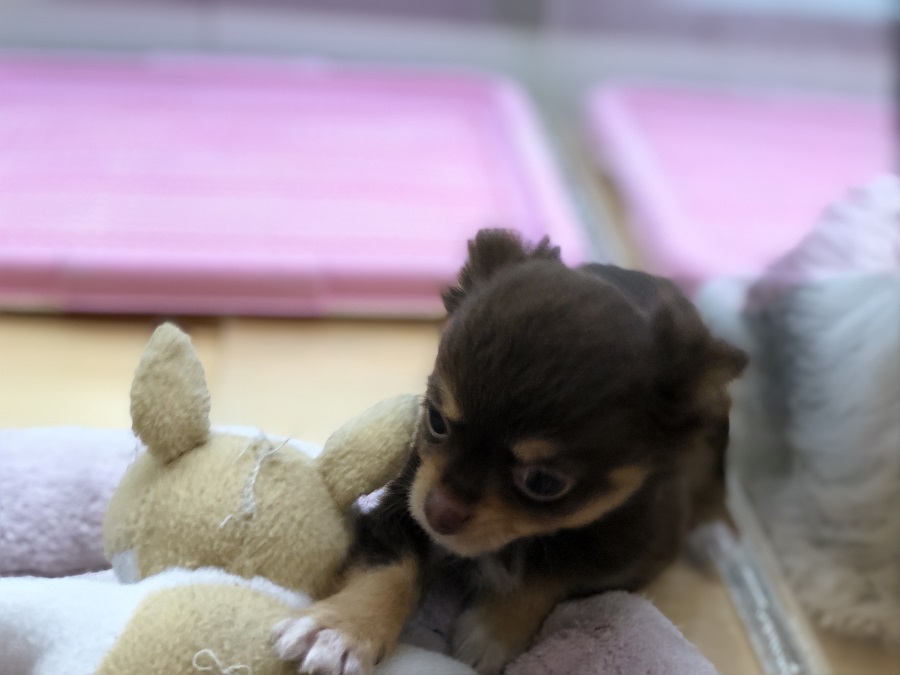 一生懸命に遊ぶ姿はいつ見ても癒されます♡ | チョコタン チワワ （118281） - ペットショップ ペッツワン城山 神奈川県相模原市
