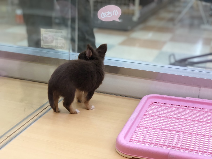 手のひらサイズのミニマムボディ | チョコタン チワワ （118281） - ペットショップ ペッツワン城山 神奈川県相模原市