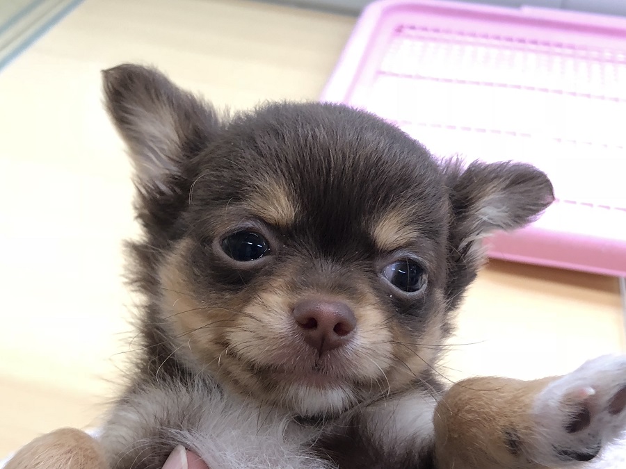 マズルの短いタヌキっ子チワワ