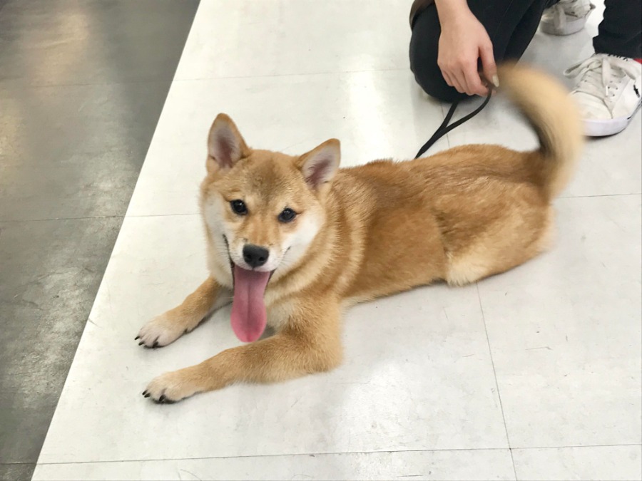 鮮やかな赤の被毛 | 柴犬 （119121） - ペットショップ マルワン梅島 東京都足立区