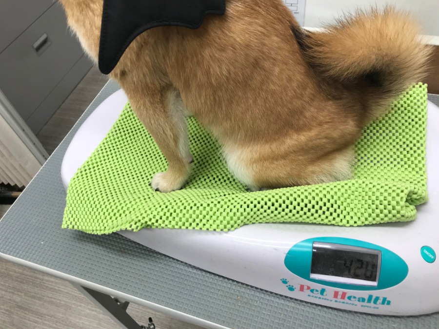 10/26測定で4.20kg | 柴犬 （119121） - ペットショップ マルワン梅島 東京都足立区